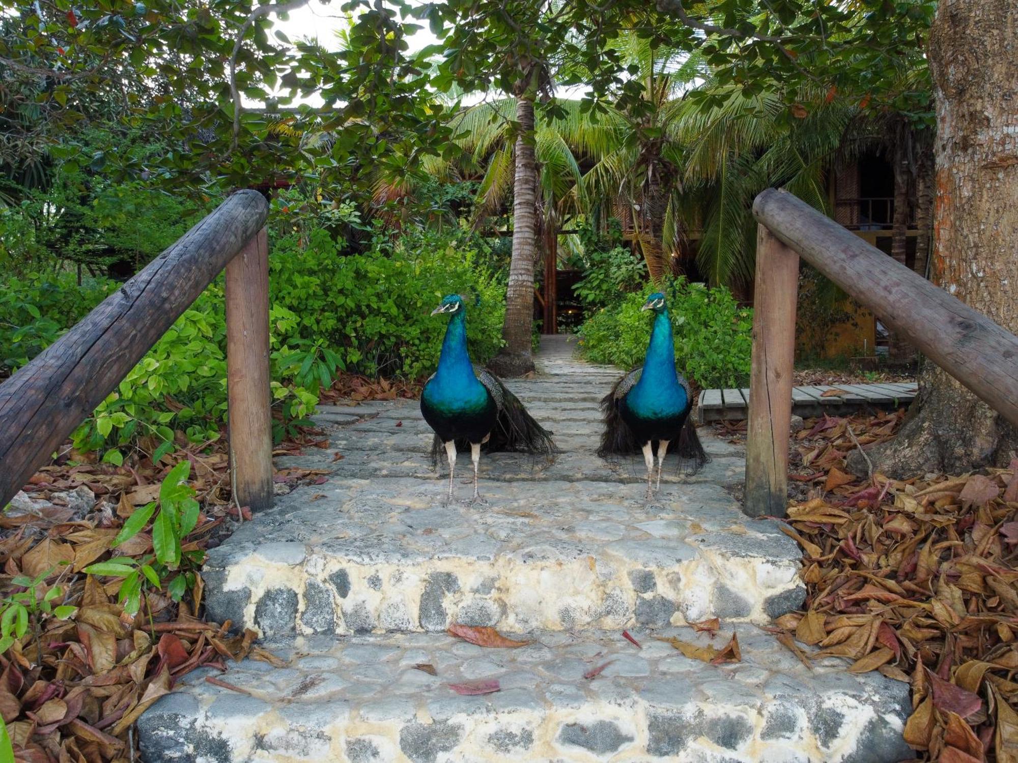 Вілла Isla Fuerte Eco House Puerto Limon Екстер'єр фото